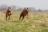 RODESIAN RIDGEBACK 061